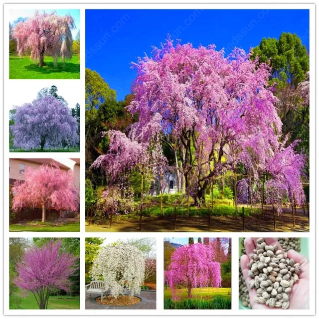 Weeping Sakura Tree Seeds for garden flower blossom