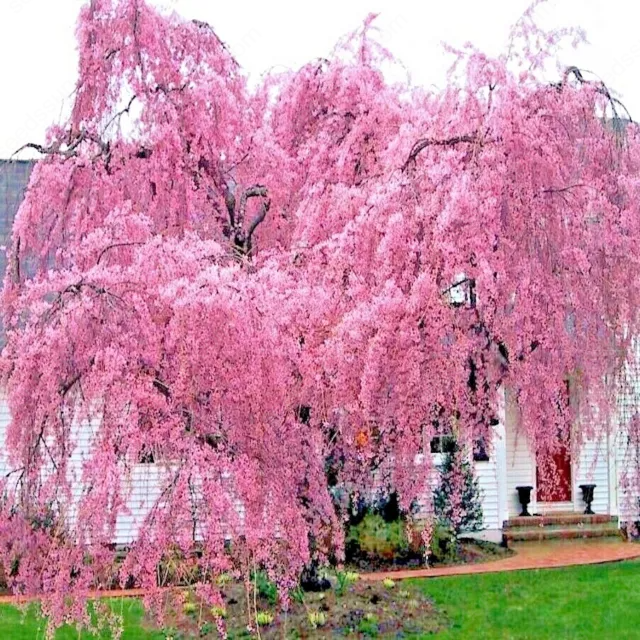 Weeping Sakura Tree Seeds for garden flower blossom