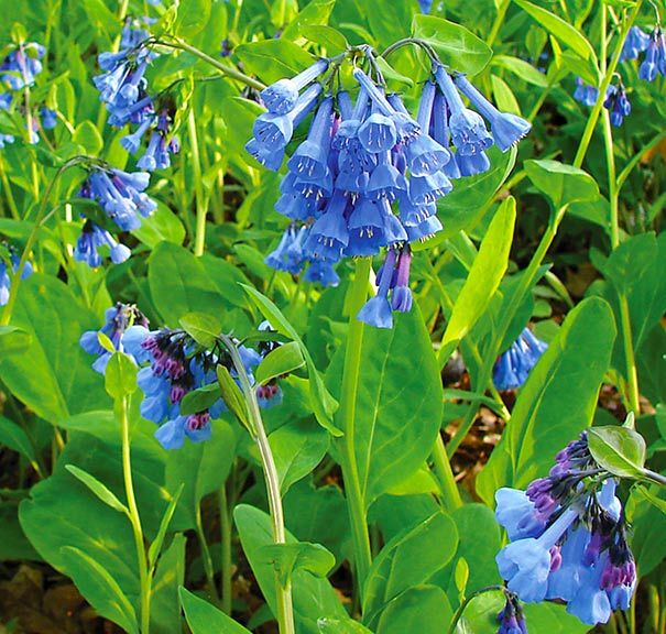 Virginia Bluebells