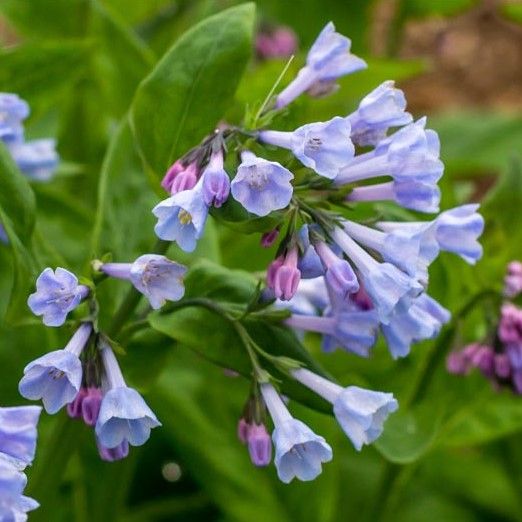 Virginia Bluebells
