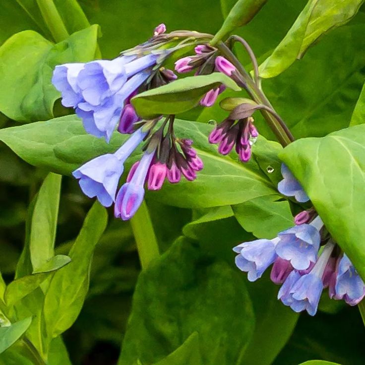 Virginia Bluebells