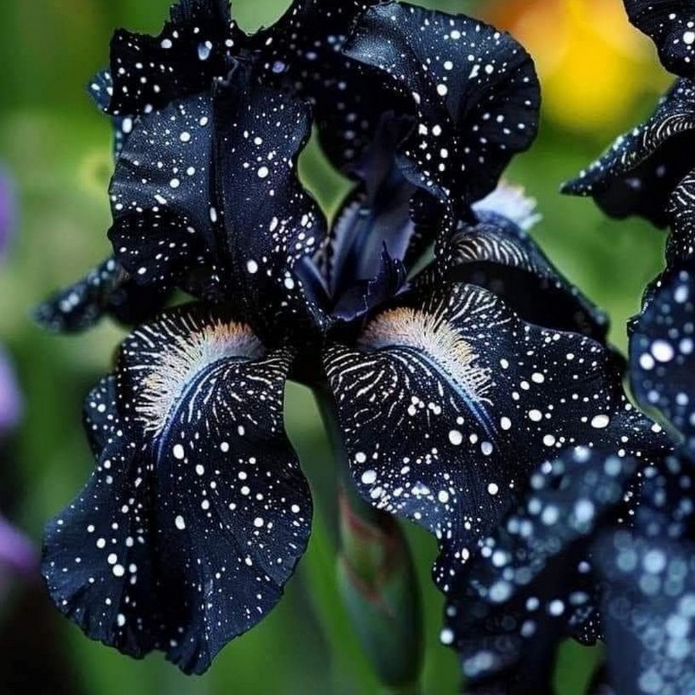 Midnight Majesty Iris Seeds (Iris spp.)