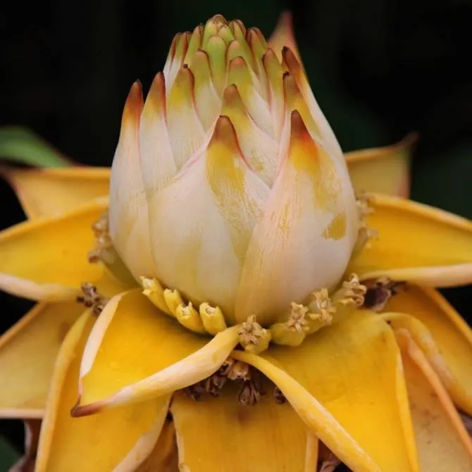 Golden Red Lotus Seeds: Embrace Tranquility with Every Bloom