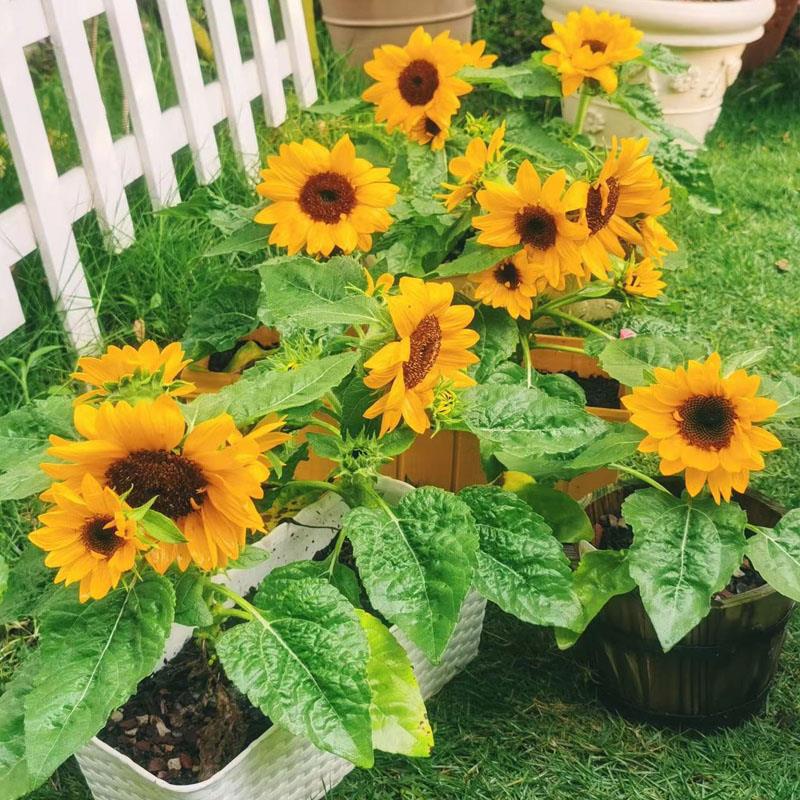 Dwarf ornamental sunflower seeds