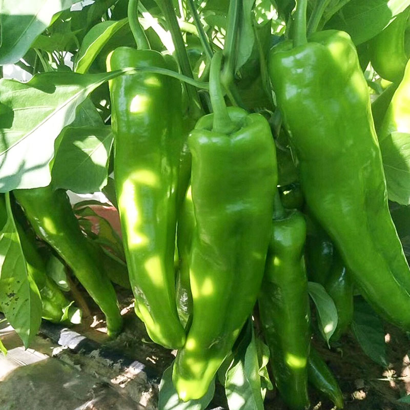 200pcs Spicy Red Hot Chili Pepper Seeds