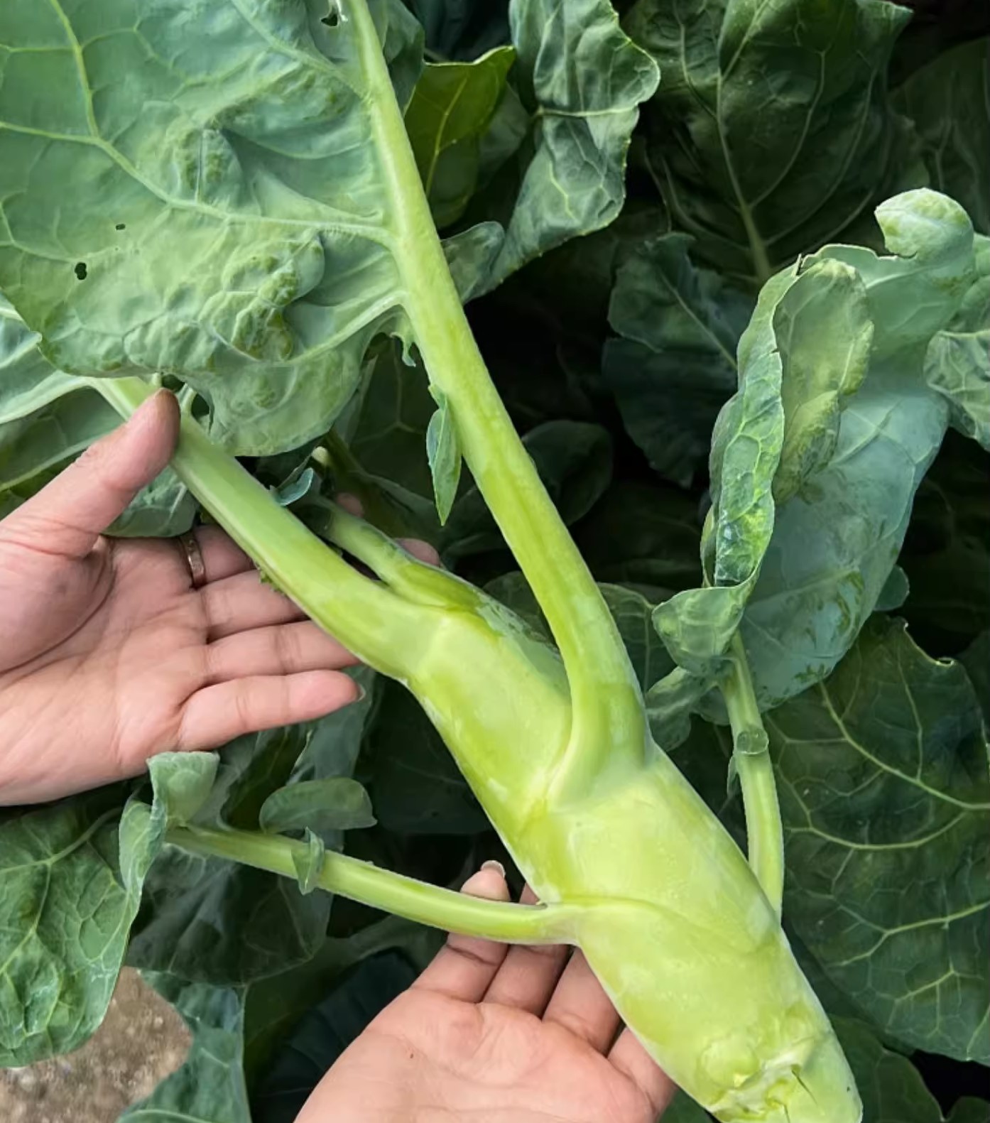 Chicken leg kale seeds