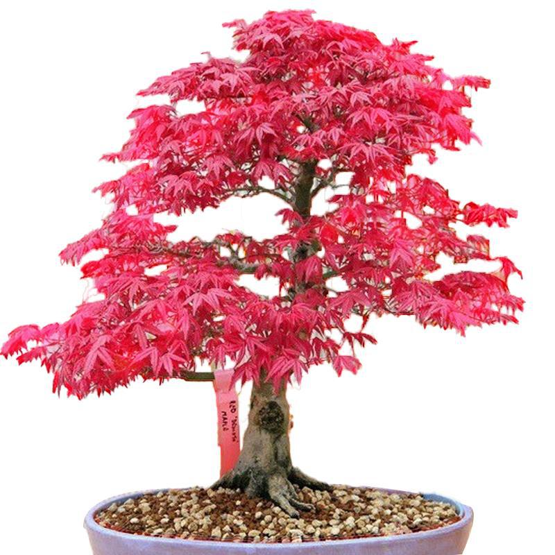 Red maple seeds