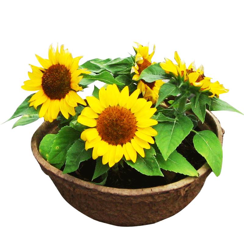 Dwarf ornamental sunflower seeds