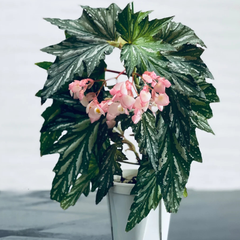 Aconite Mixed Begonia Seeds