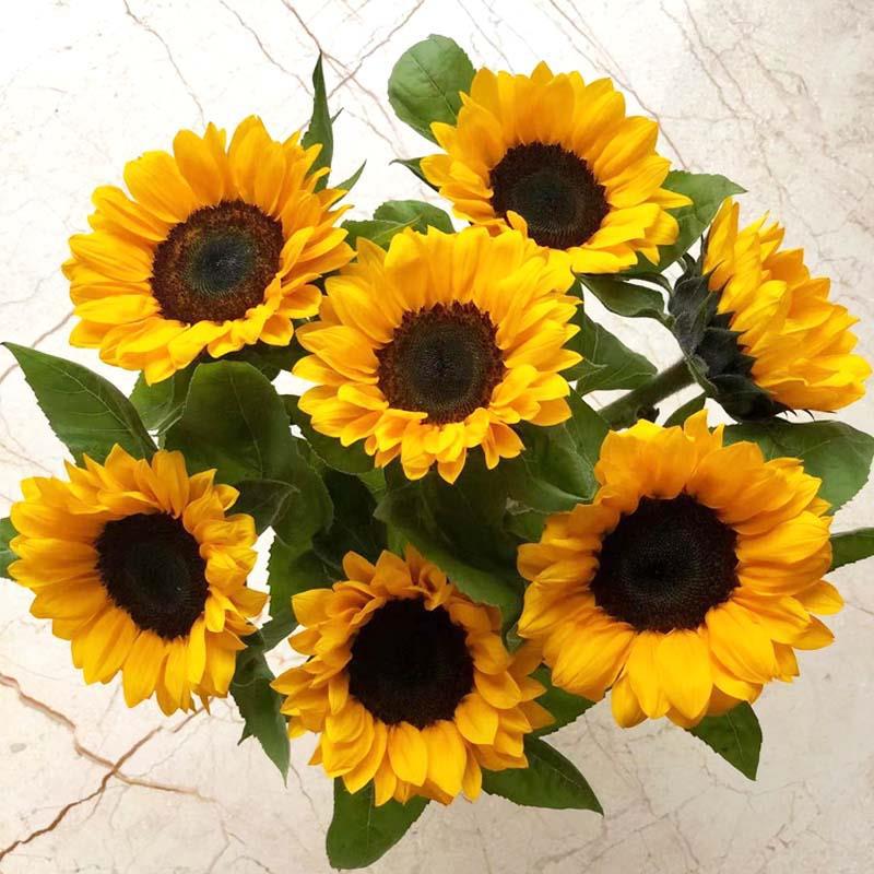 Dwarf ornamental sunflower seeds