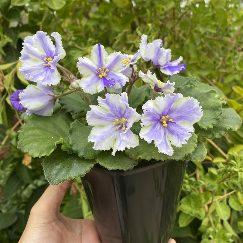 African Violet Seeds