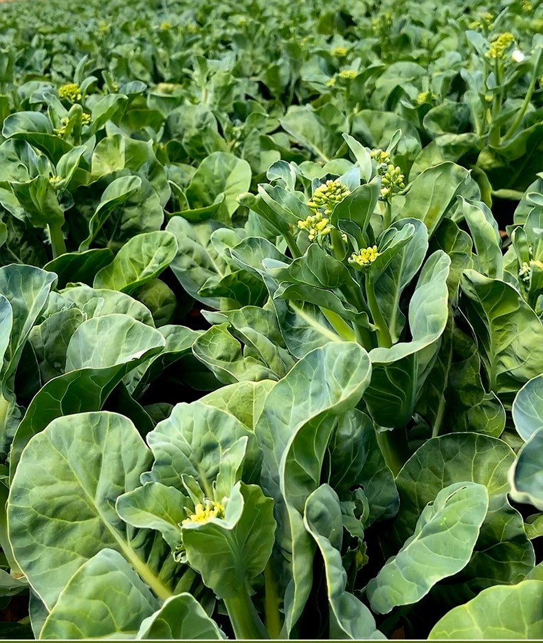 Chicken leg kale seeds