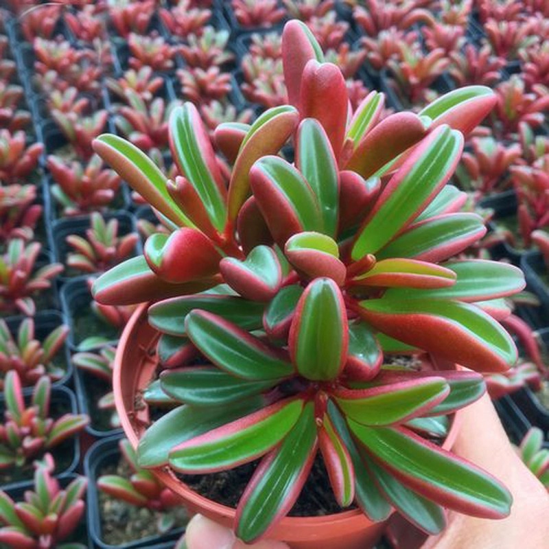 Ruby Glow (Peperomia Graveolens) Seeds