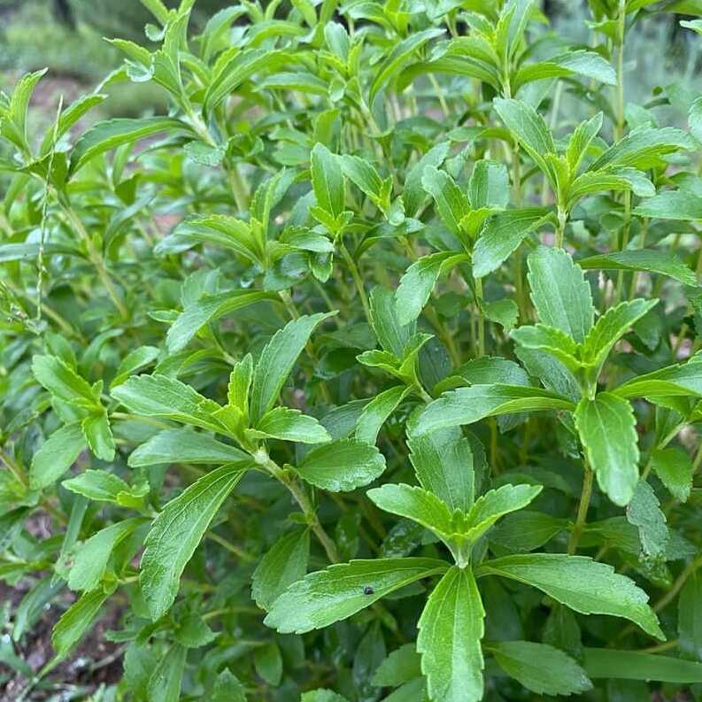 Stevia Seeds | Sweet leaf Herb