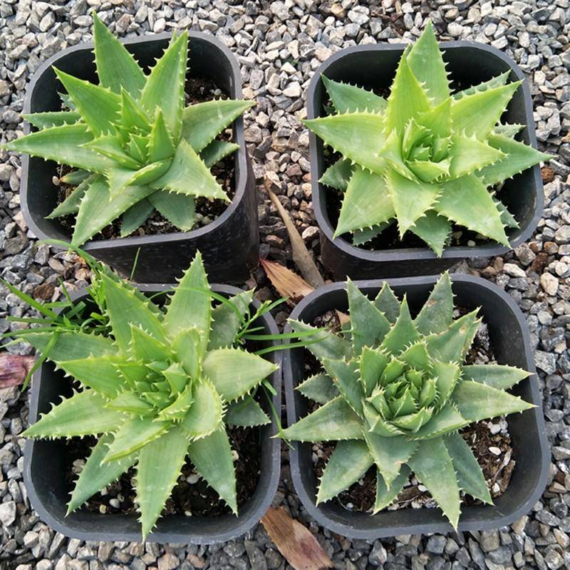 Rare Spiral Aloe - Queen of the Succulent Aloe Polyphylla