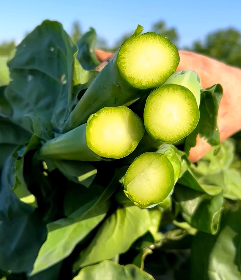 Chicken leg kale seeds