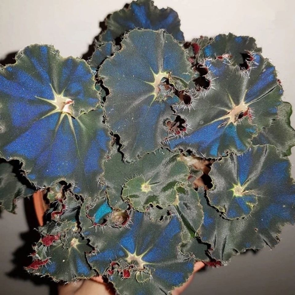 Blue Light Begonia Seeds