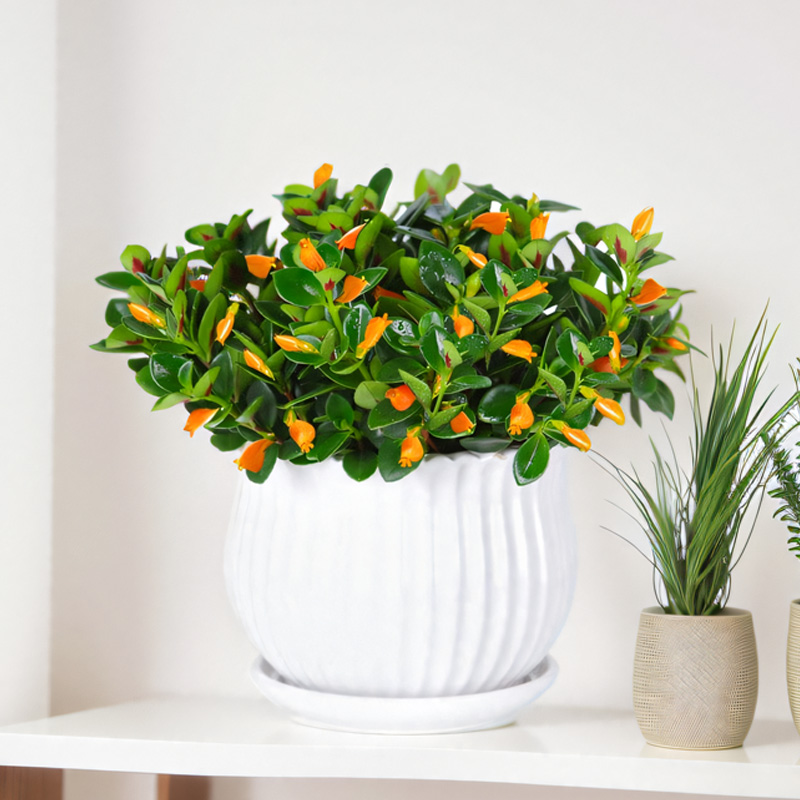 Goldfish Chlorophytum Seeds