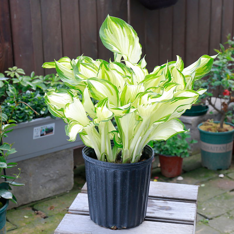 Fairy Variegata Hosta