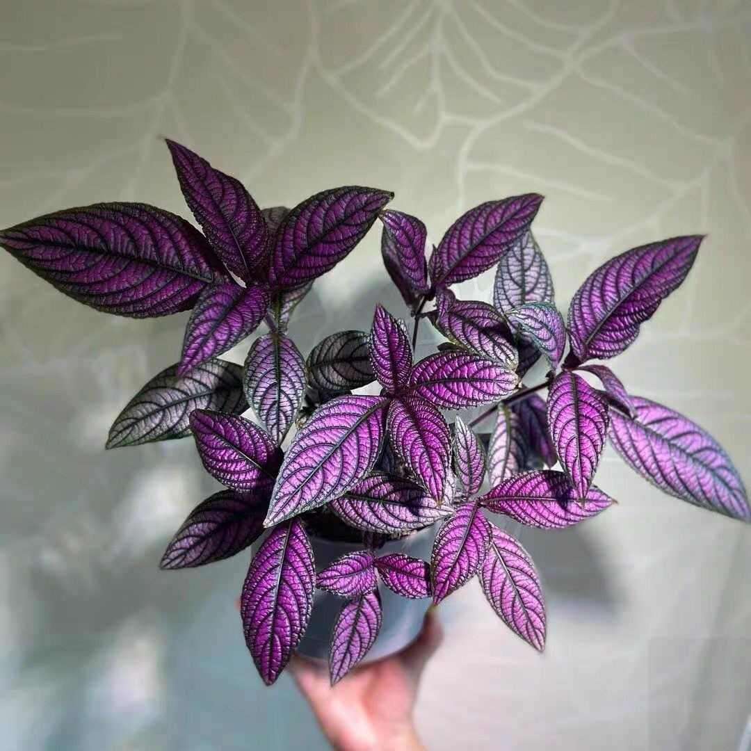 Coleus seeds Special Purple (20 Per Pack)