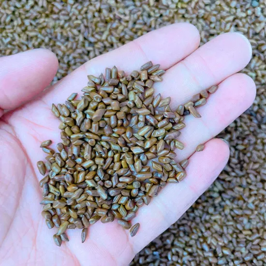 Cassia Seeds