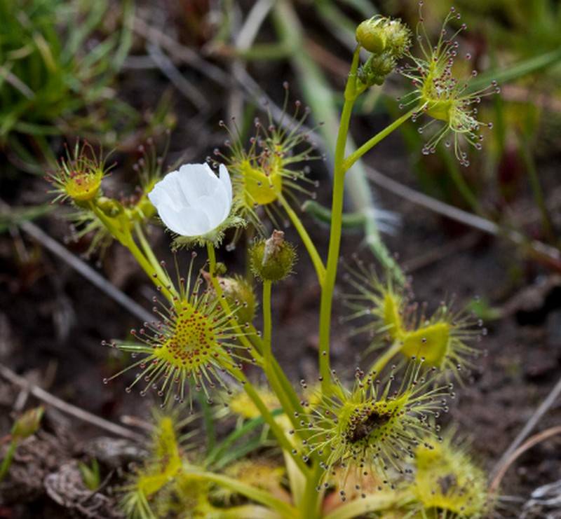 Pale Sundew - Drosera hookeri - Rare Carnivorous Species