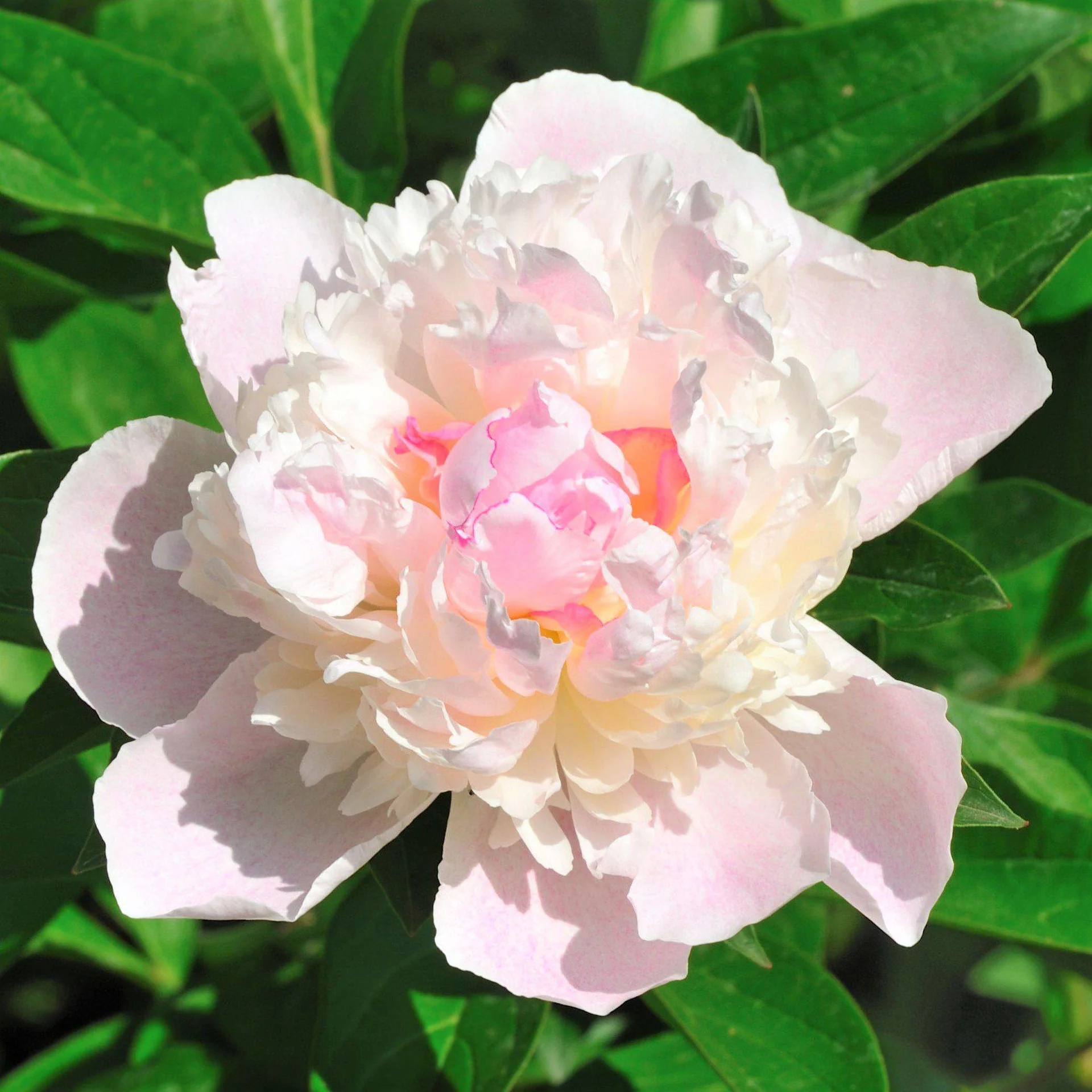 Peony Pale Rose Seeds