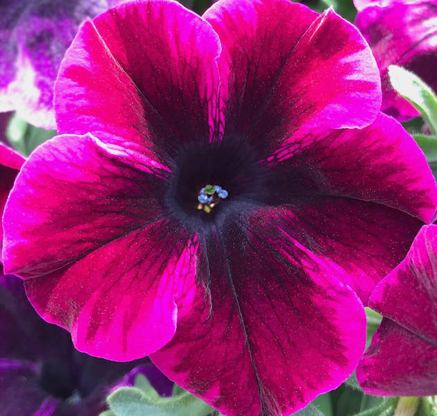Night Sky Petunia Flower Seeds