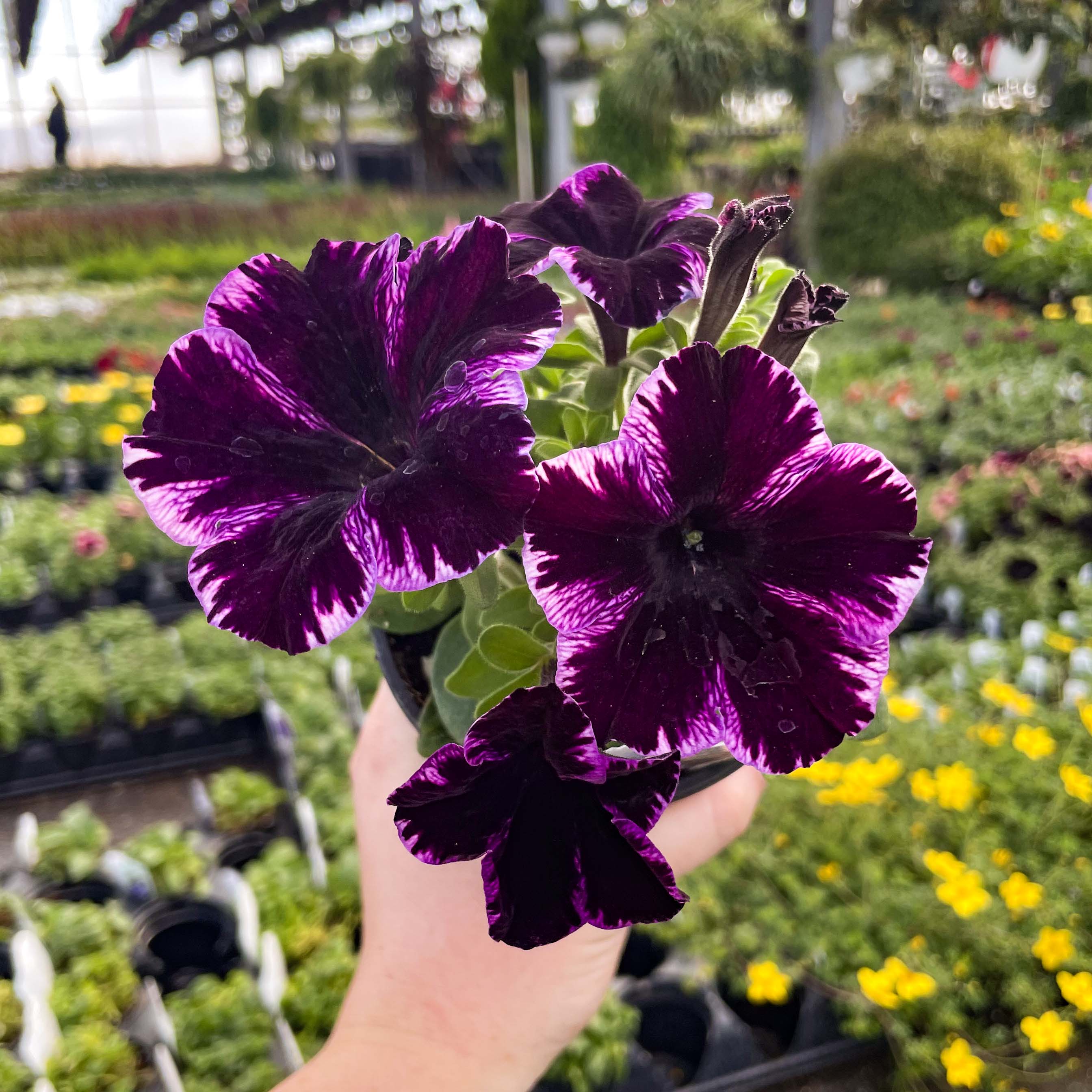 Night Sky Petunia Flower Seeds