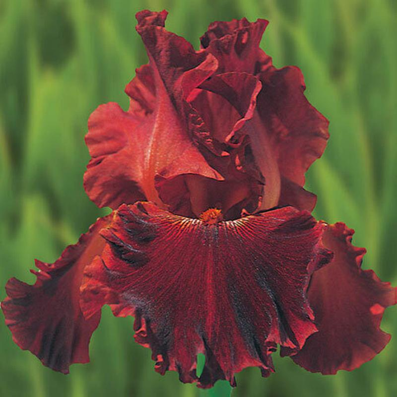 🌼 Iris - Easy to Grow Perennial-Flower Seeds