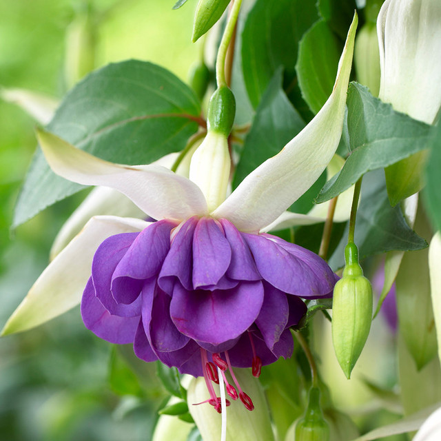 Deep Purple Fuchsia Seeds
