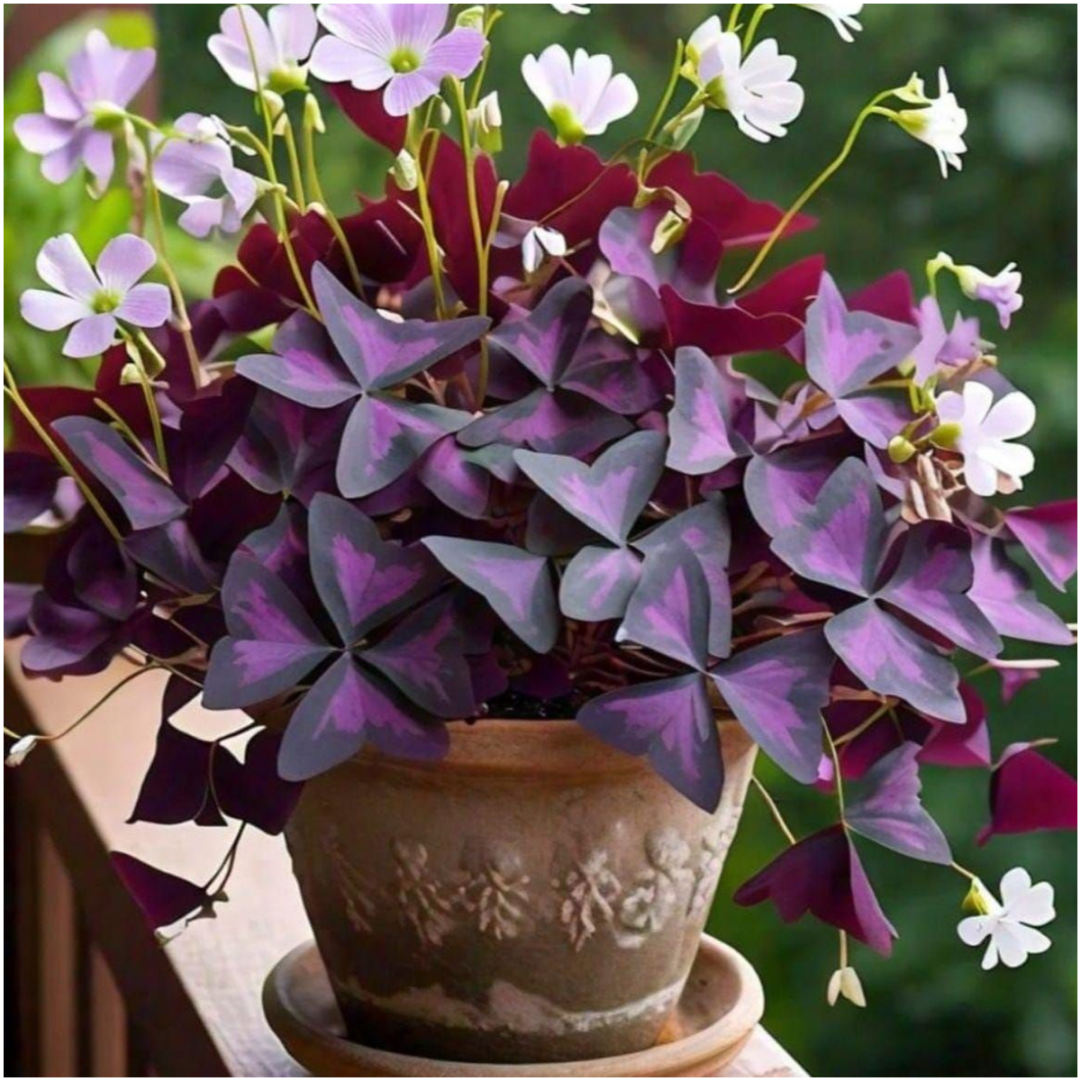 Oxalis Purple Shamrock Bulbs | Easy Indoor Plants | Outdoor Plants