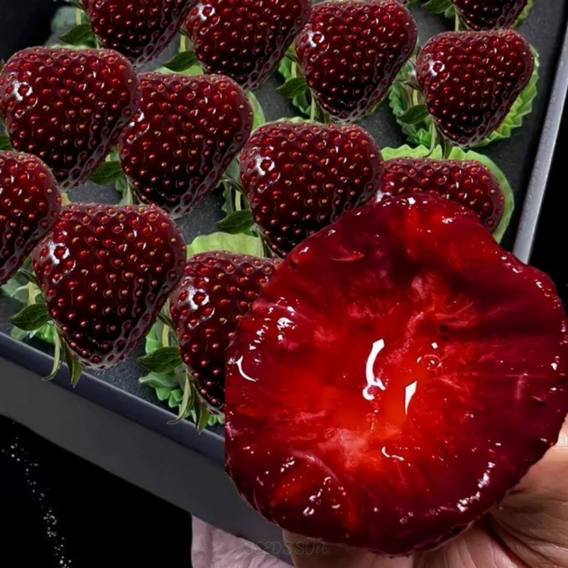 Purple Wonder Strawberry Seeds Large & Sweet