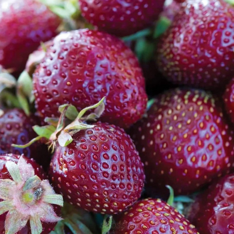 Purple Wonder Strawberry Seeds Large & Sweet