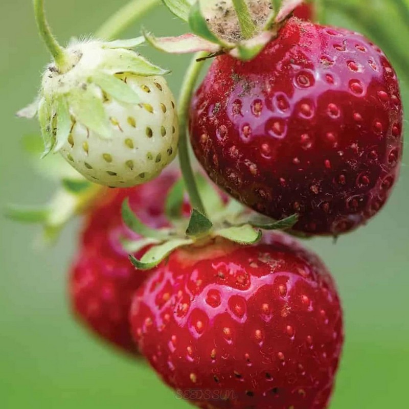 Purple Wonder Strawberry Seeds Large & Sweet