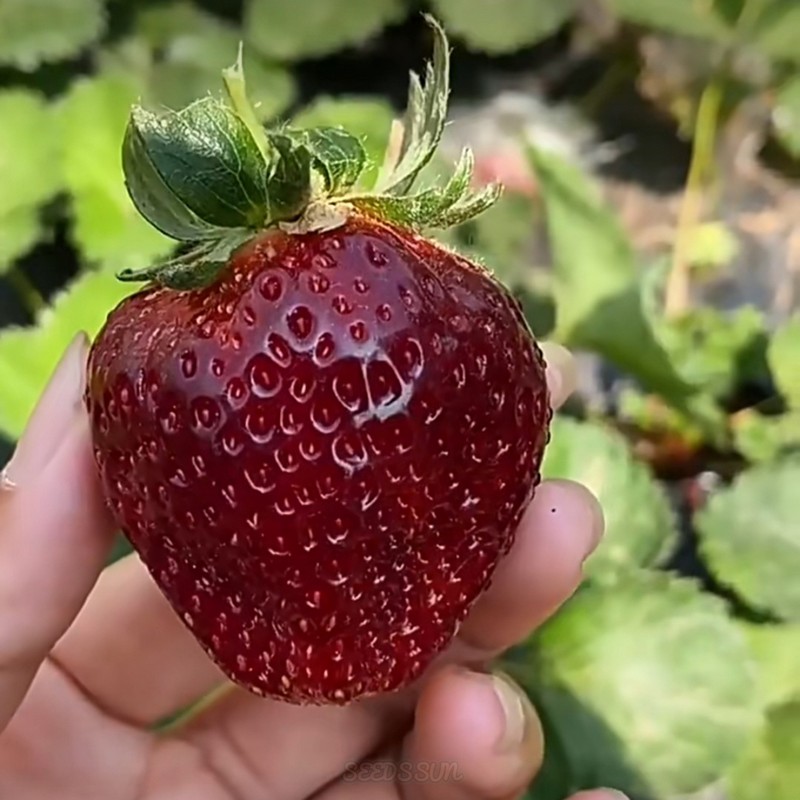 Purple Wonder Strawberry Seeds Large & Sweet