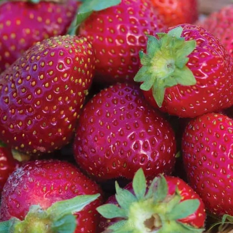 Purple Wonder Strawberry Seeds Large & Sweet