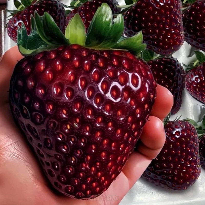 Purple Wonder Strawberry Seeds Large & Sweet