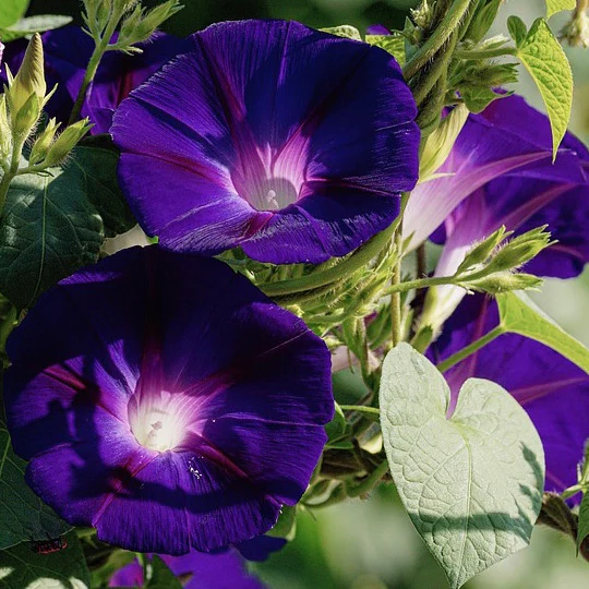 Black Velvet Morning Glory Seeds