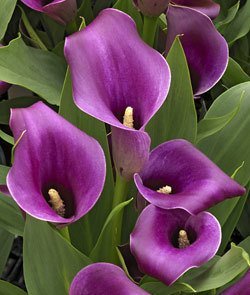 Calla Lily Bulbs Garden Balcony Potted Perennial Flower