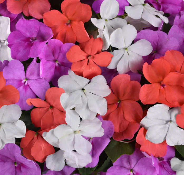 Mix Hybrid Impatiens Seeds