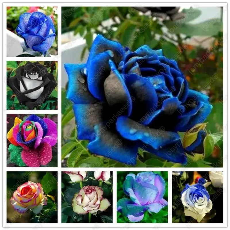 Rare Rose Seeds