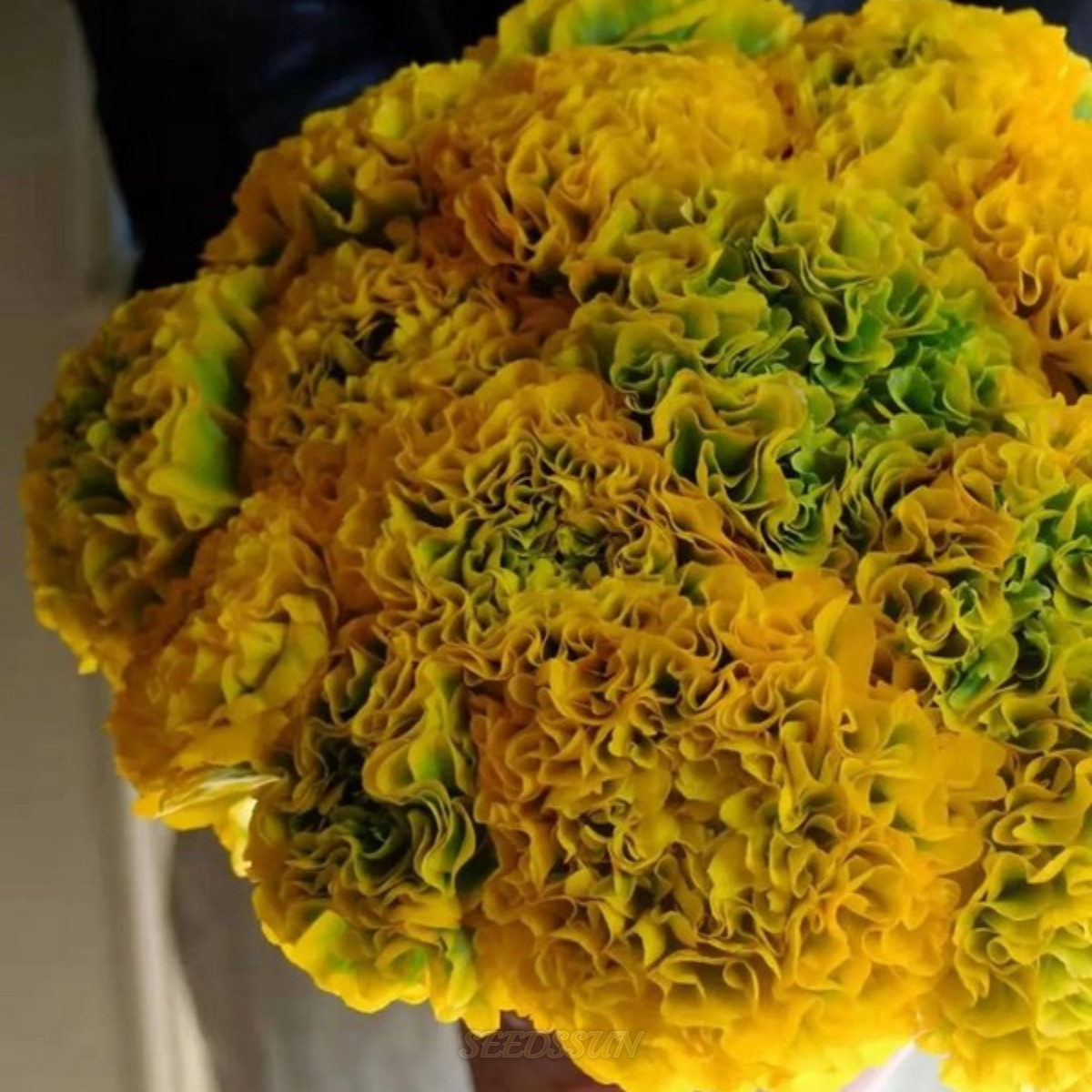 Ranunculus Pon-Pon Series