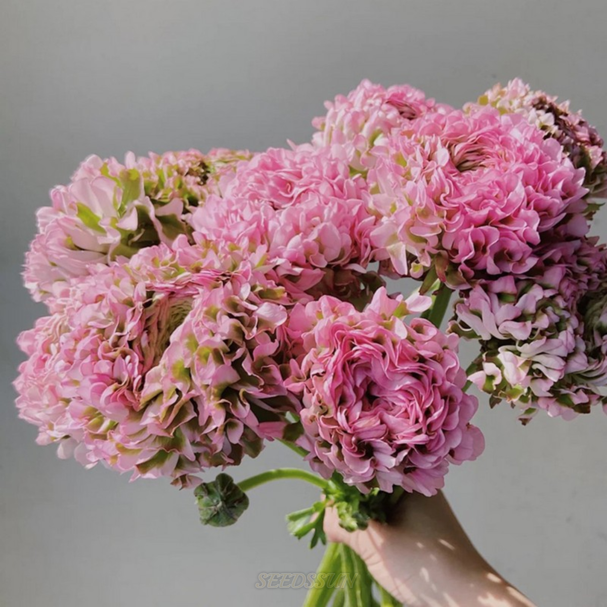 Ranunculus Pon-Pon Series