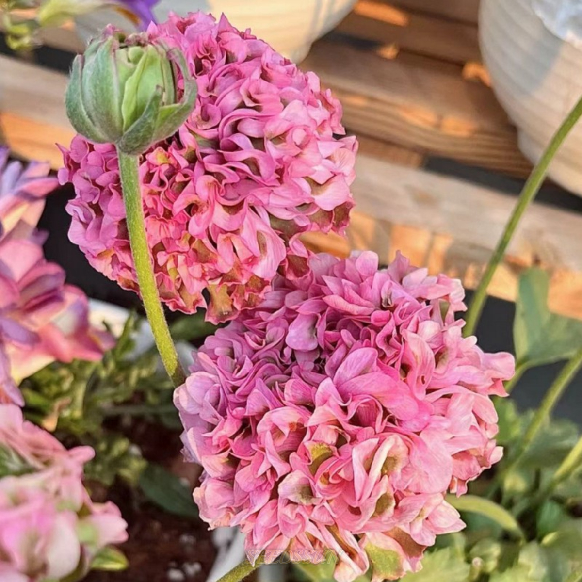 Ranunculus Pon-Pon Series