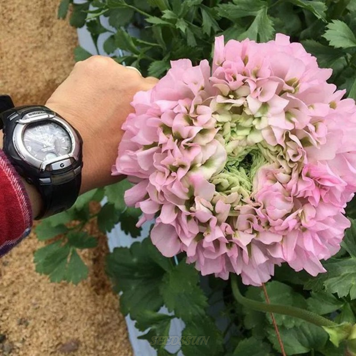 Ranunculus Pon-Pon Series