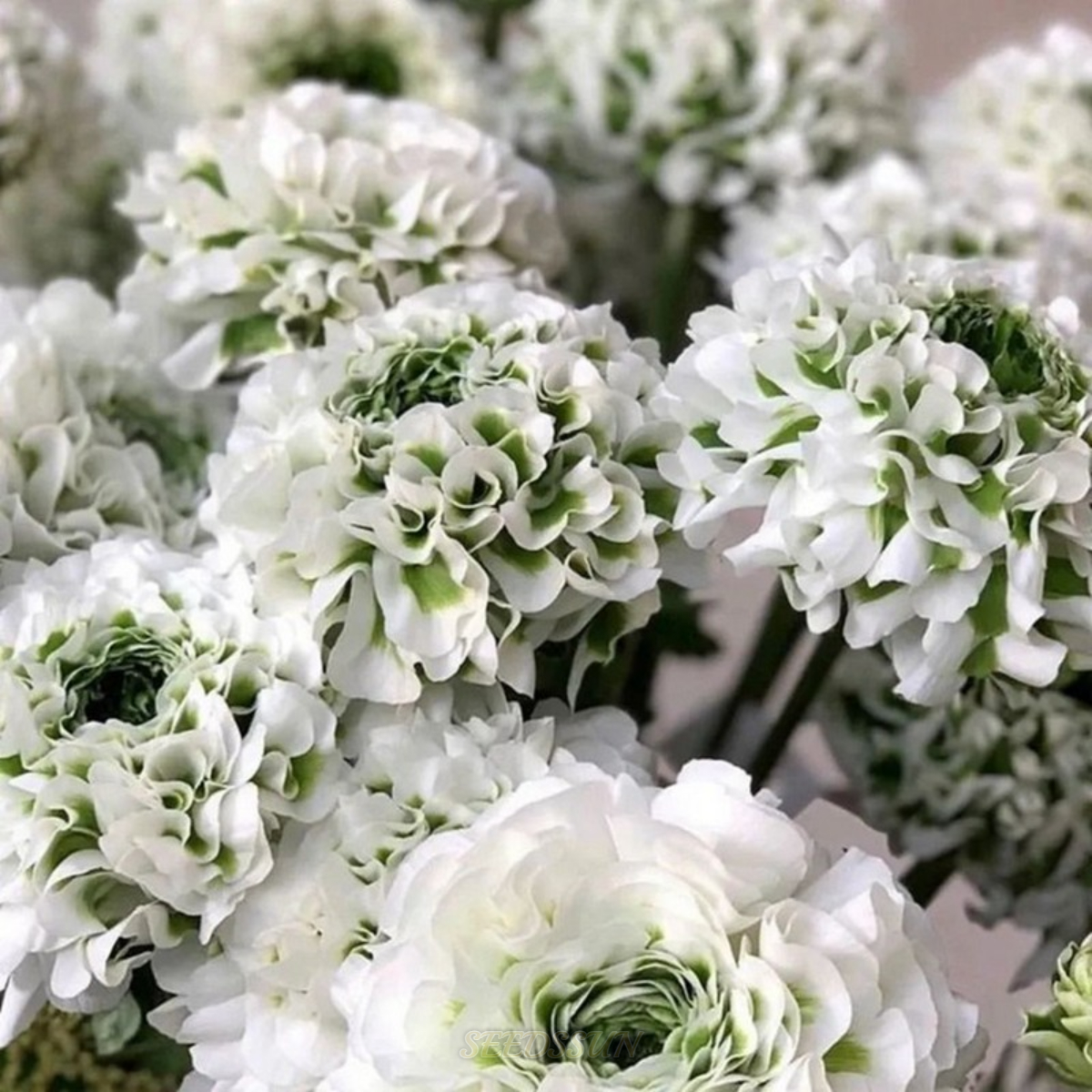 Ranunculus Pon-Pon Series
