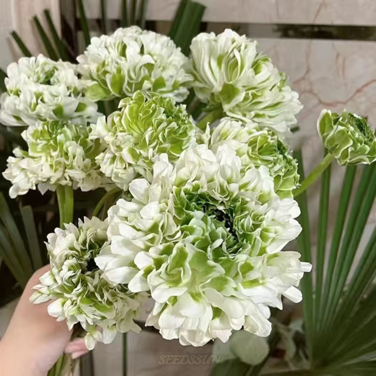 Ranunculus Pon-Pon Series