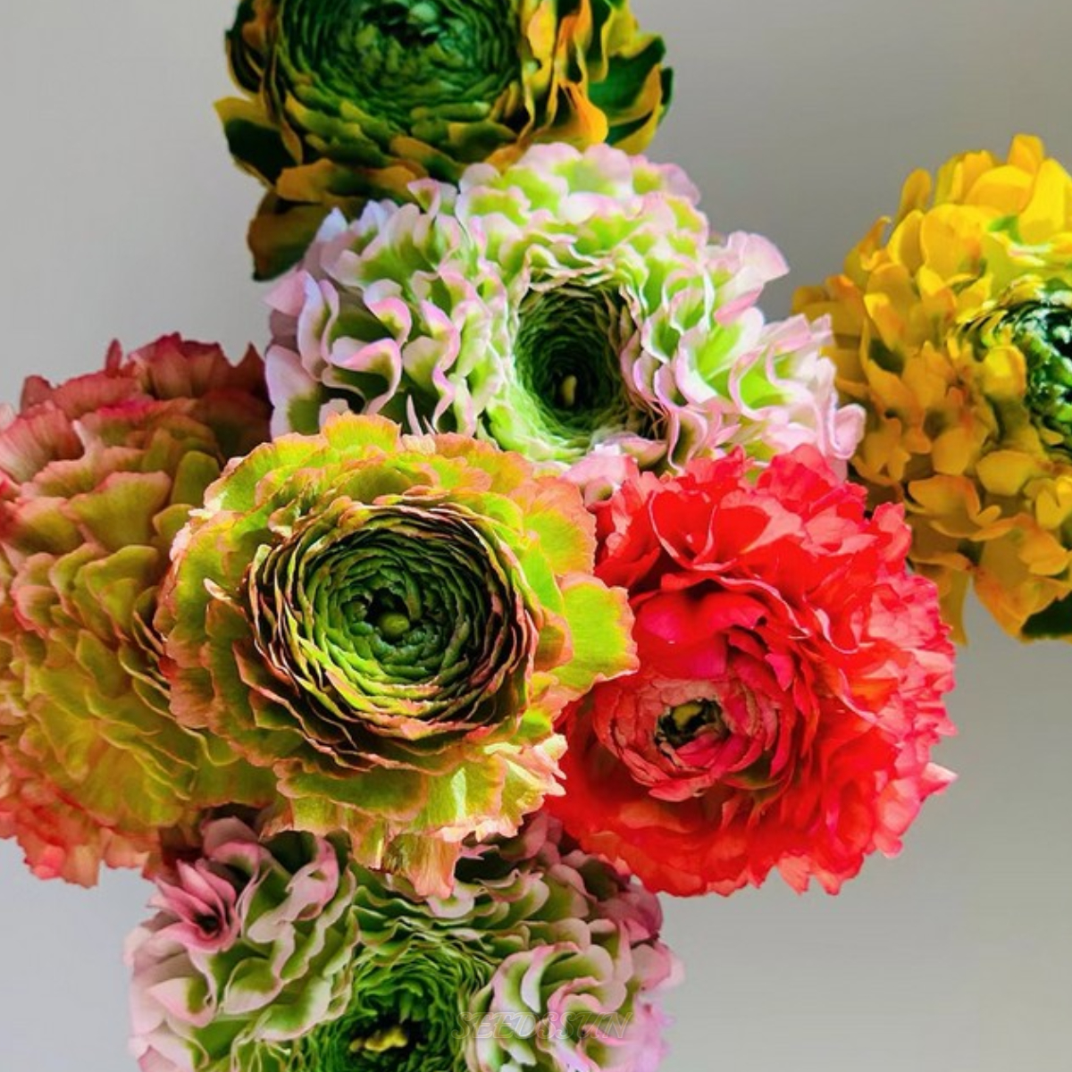 Ranunculus Pon-Pon Series