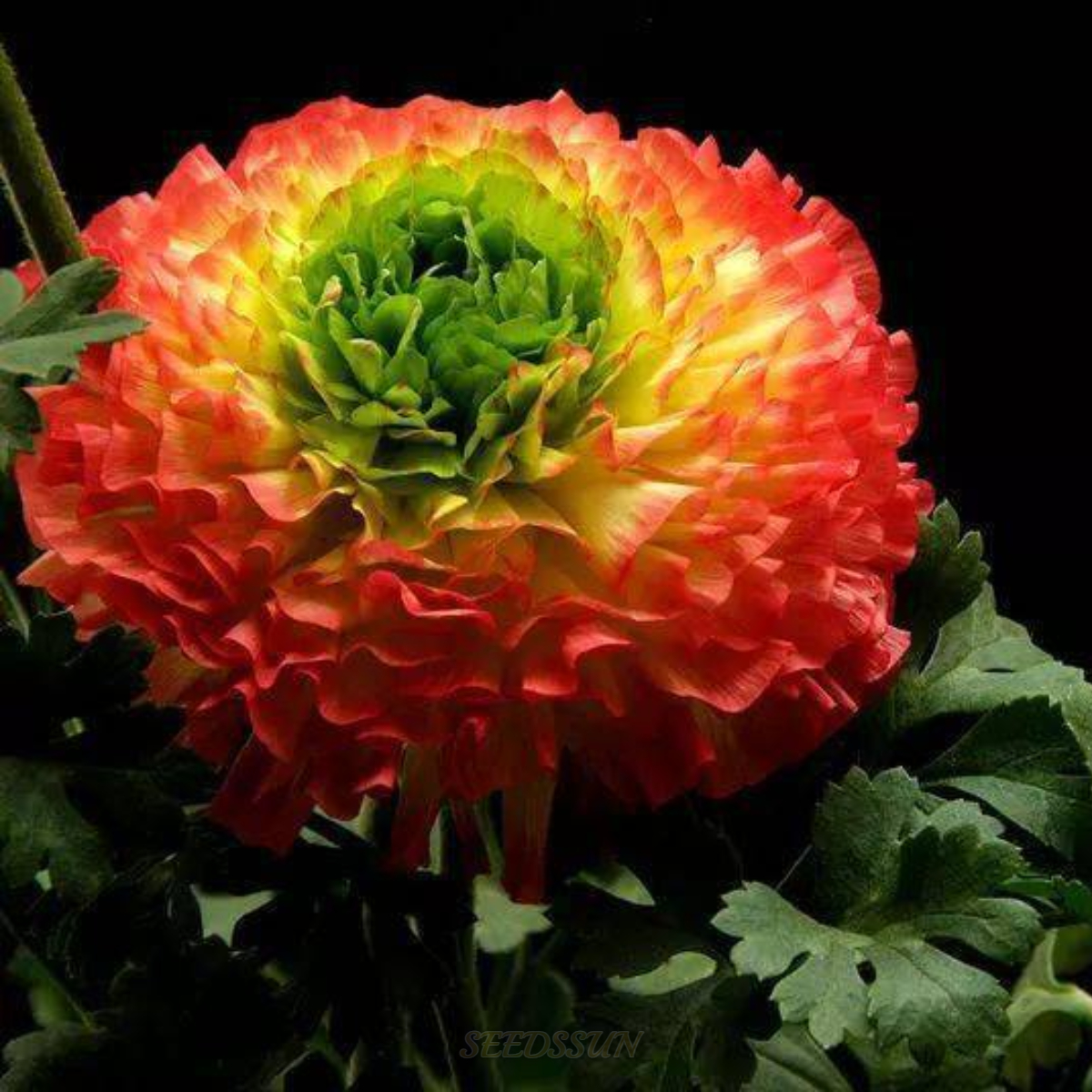 Ranunculus Pon-Pon Series